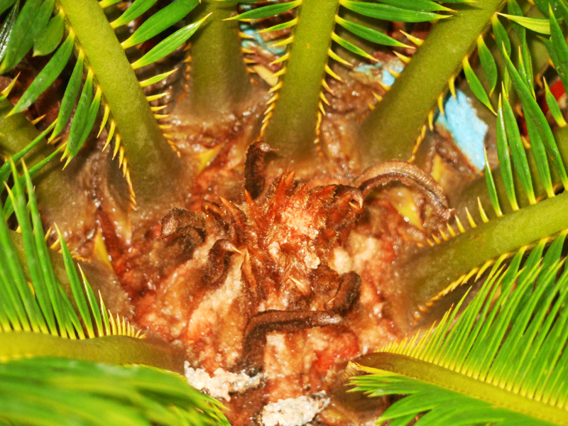 beautiful new plants leaf (Palm plant)