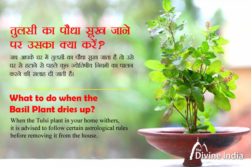 What to do when the Basil Plant dries up?