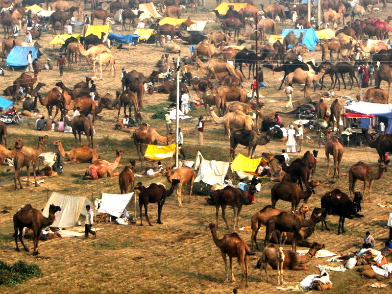 Bateshwar Fair in Uttar Pradesh | Asia's largest cattle fair | Bateshwar cattle  fair | location and date 2023.