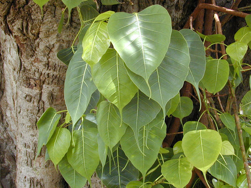 What is the religious reason for the purity of the Peepal tree?