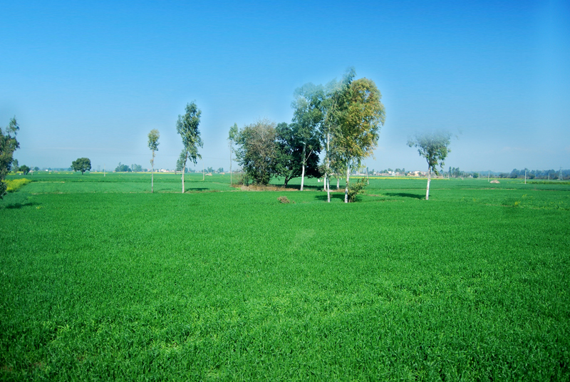 Indian Green Field