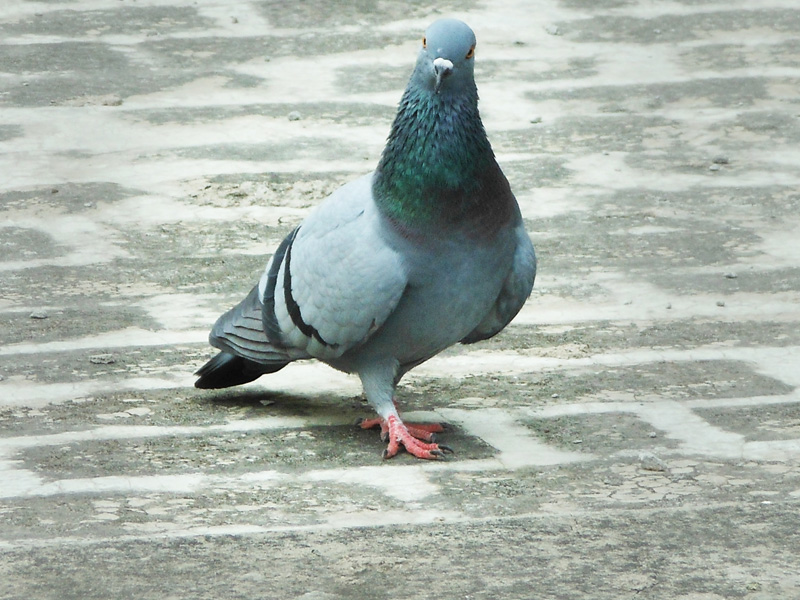Pigeon (Kabootar)