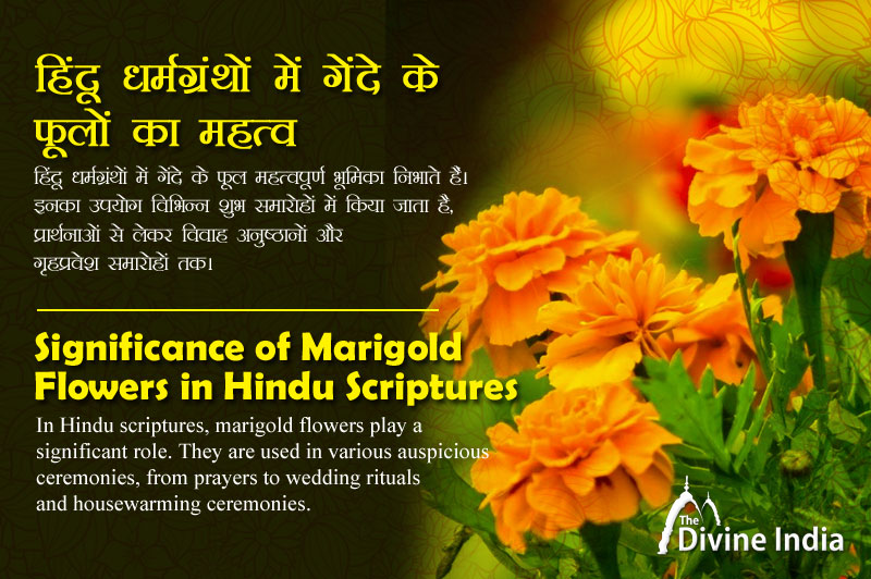हिंदू धर्मग्रंथों में गेंदे के फूलों का महत्व - इच्छाओं की पूर्ति का मार्ग