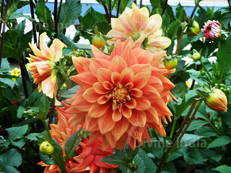 Orange Dahlia flowers - Talkatora Garden