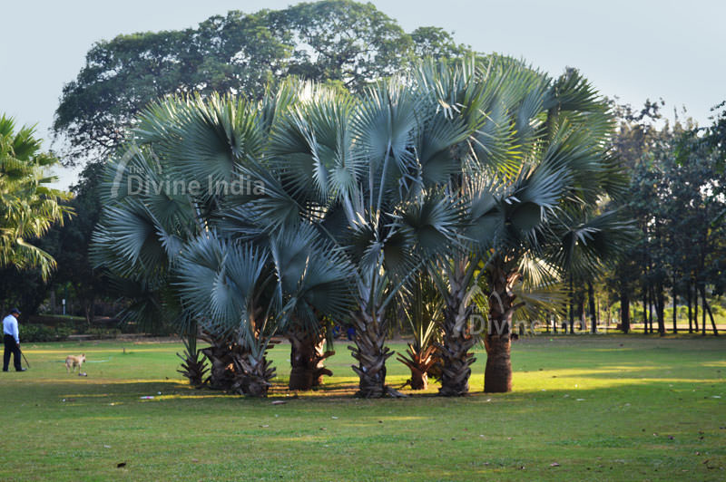 Palm Tree at Nehru Park