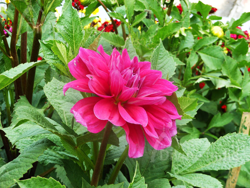 Pink Dahlia Flower - Talkatora Garden