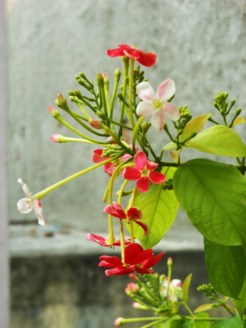 Quisqualis indica (Madhumalati Flower)