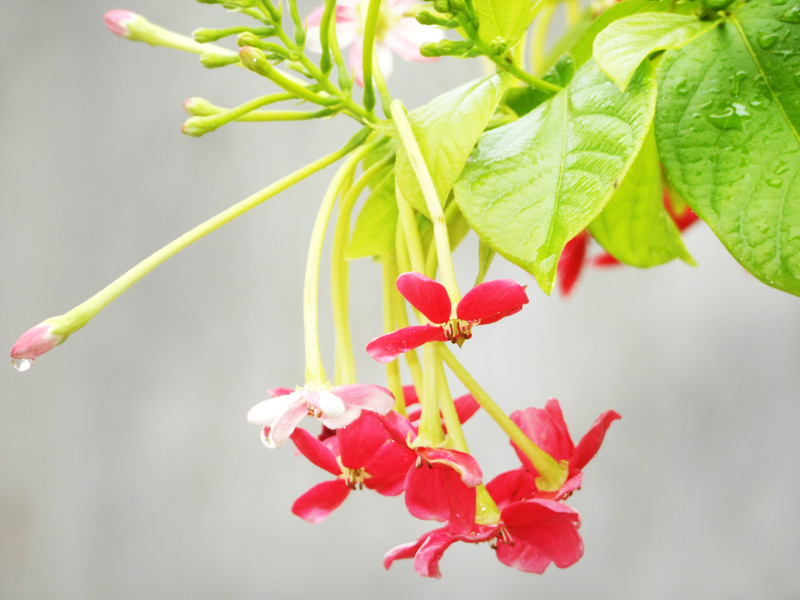 Quisqualis indica (Madhumalati Flower)