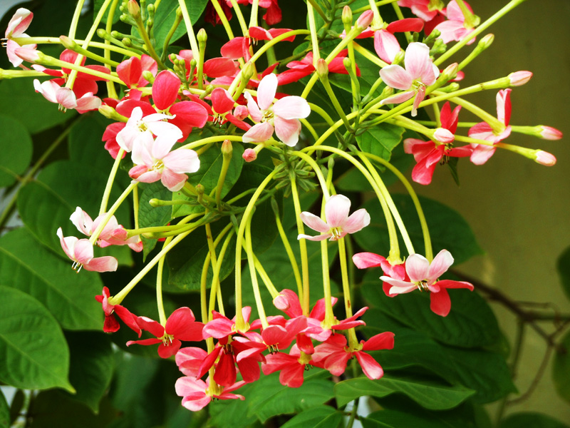 Quisqualis indica (Madhumalati Flower)