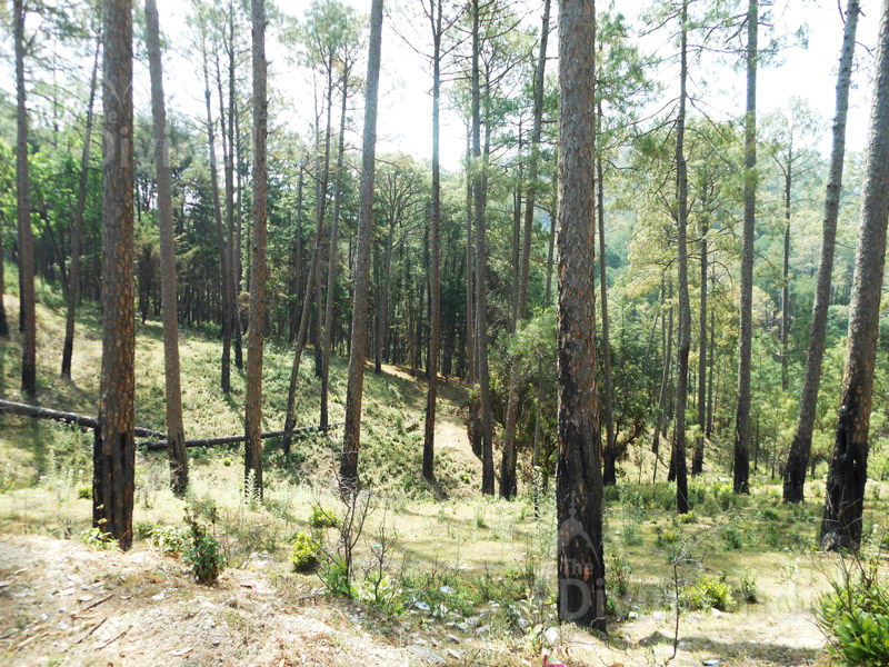Other View Ranikhet Hill Station