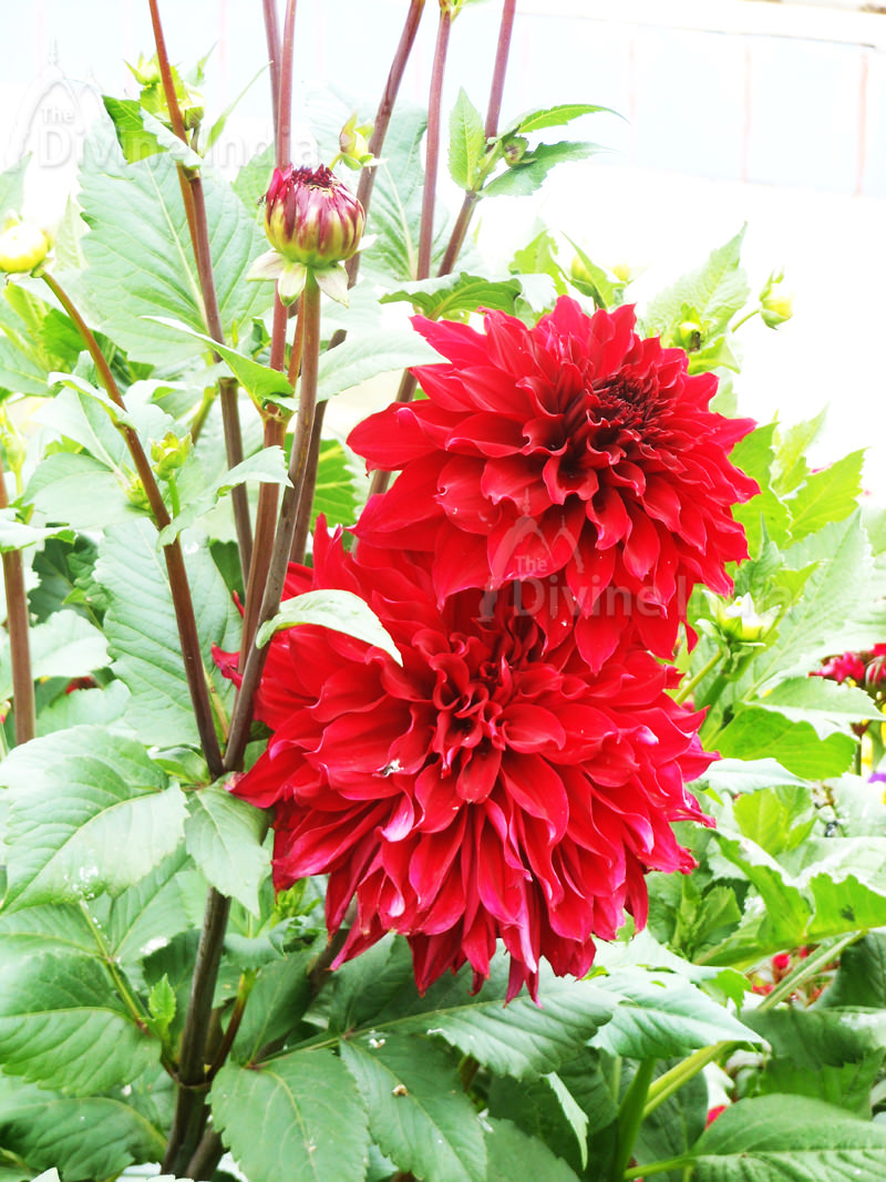 Red Dahlia Flower - Talkatora Garden