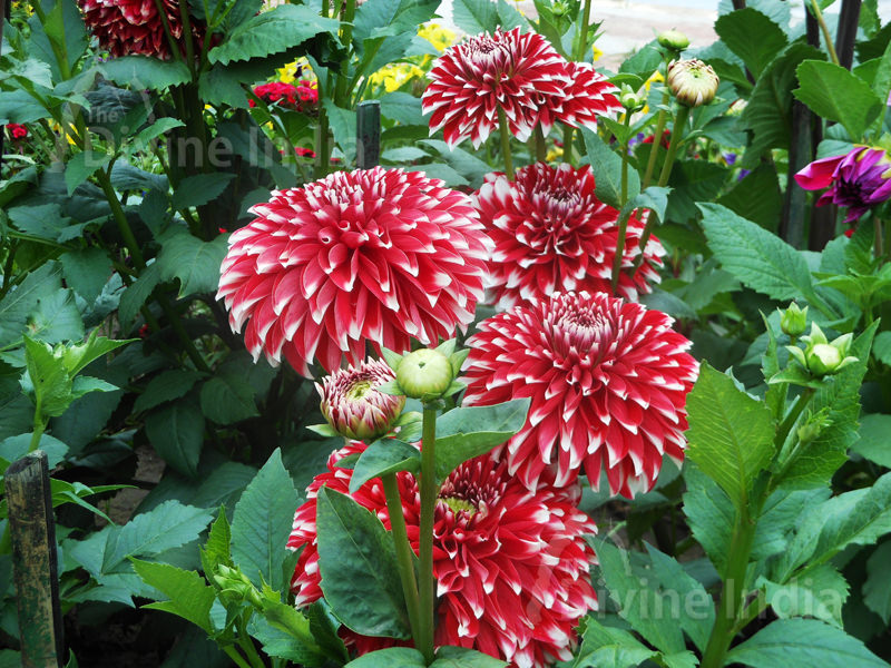 Red Dahlia Flowers - Talkatora Garden