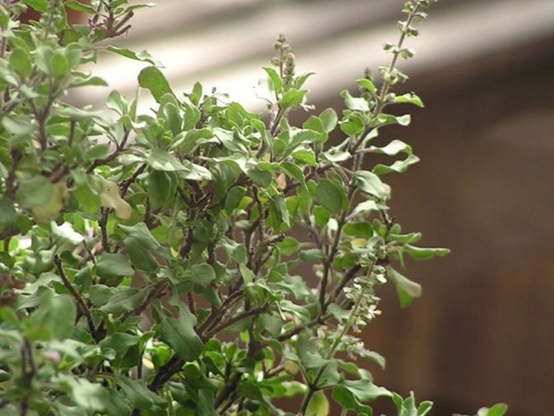 Why do people plant basil (Tulsi) plant in the courtyard at home and what is its importance in Hinduism?