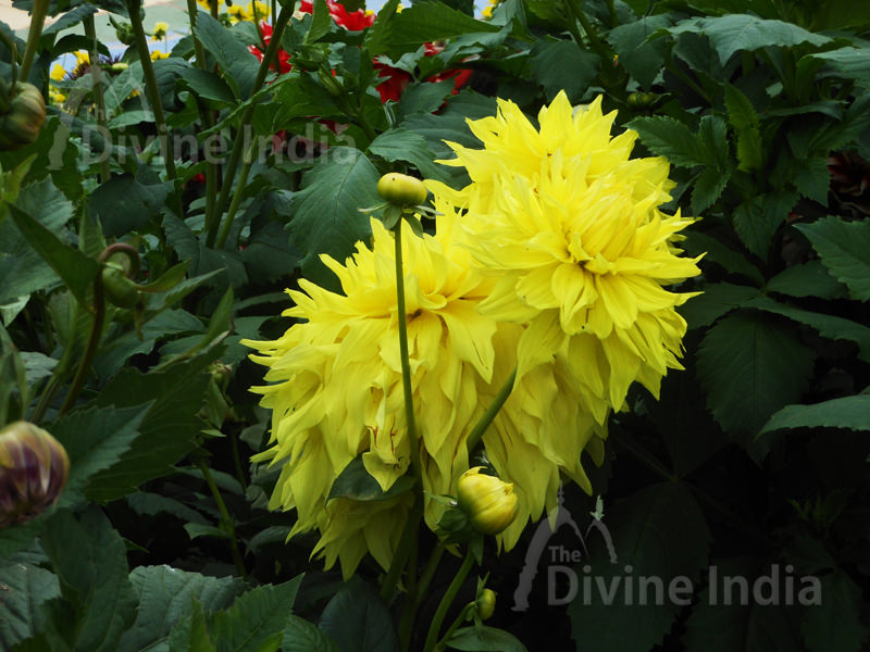 Yellow Dahlia Flowers - Talkatora Garden