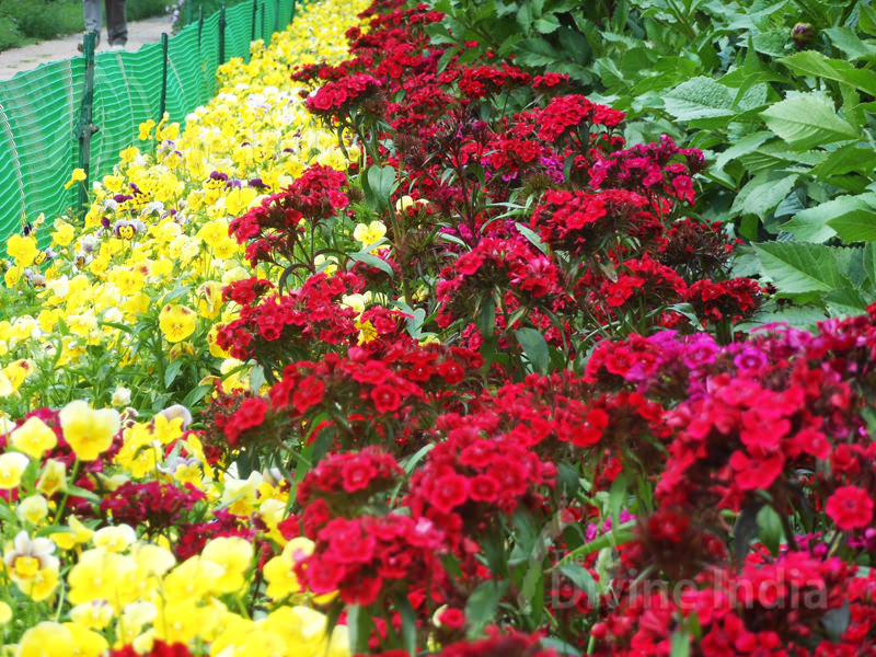 Yellow and Red flower row - Talkatora Garden