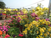 Beautiful flower at Lotus Temple, Bhai Temple