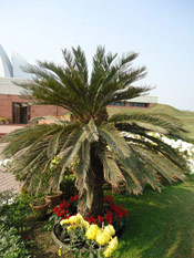 Beautiful palm tree at Lotus Temple, Bhai Temple