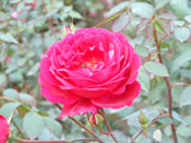 Rose Flower