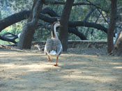 Journey with various birds