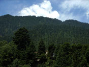 Pinus wallichiana Manali