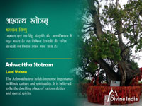 Ashwattha Stotram