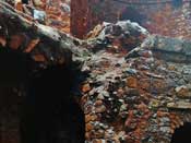 Baoli in Feroz Shah Kotla Fort