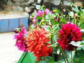 Dahlia Flowers - Talkatora Garden