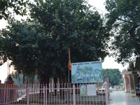 The holy Banyan Tree, which is supposed to have witnessed Krishna delivering the sermon of Bhagavad Gita