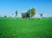 Indian Green Field