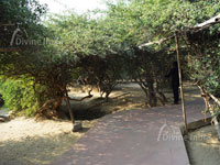 Inside way of Nidhivan