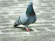Pigeon (Kabootar)