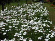 Lazy Daisy Flowers- Talkatora Garden