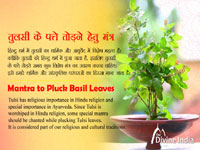 Mantra to Pluck Basil Leaves