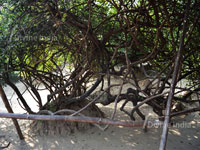 Nidhivan Trees