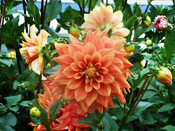 Orange Dahlia flowers - Talkatora Garden