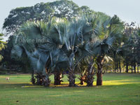 Palm Tree at Nehru Park