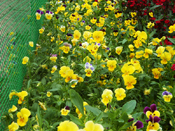 Pansy Flowers - Talkatora Garden