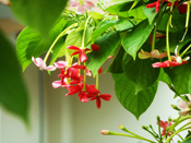 Quisqualis indica (Madhumalati Flower)