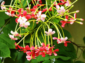 Quisqualis indica (Madhumalati Flower)