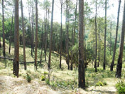 Other View Ranikhet Hill Station