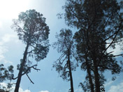 Ranikhet Beautiful Nature View