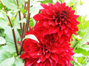 Red Dahlia Flower - Talkatora Garden