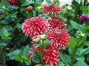 Red Dahlia Flowers - Talkatora Garden