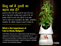 What is the importance of Tulsi in Hindu Religion?