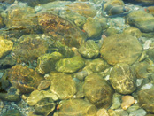 Clean Water of Kois River at Girija Devi Temple