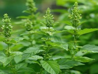 Which plant is auspicious to plant in the house? – Know the miraculous benefits of plants