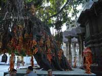 Wish Point at Kangra Devi Temple