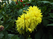Yellow Dahlia Flowers - Talkatora Garden