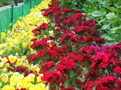 Yellow and Red flower row - Talkatora Garden